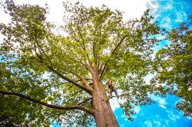 Best Tree Mulching  in Washington Heights, NY