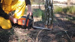 Best Tree Risk Assessment  in Washington Heights, NY