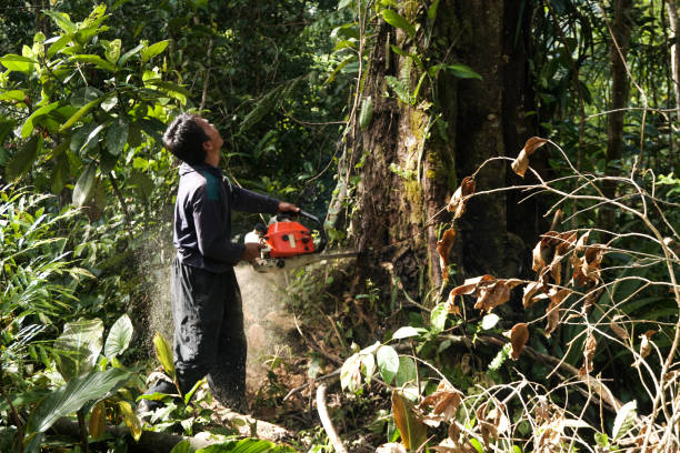 Best Tree Removal  in Washington Heights, NY