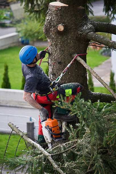 Best Lawn Renovation and Restoration  in Washington Heights, NY