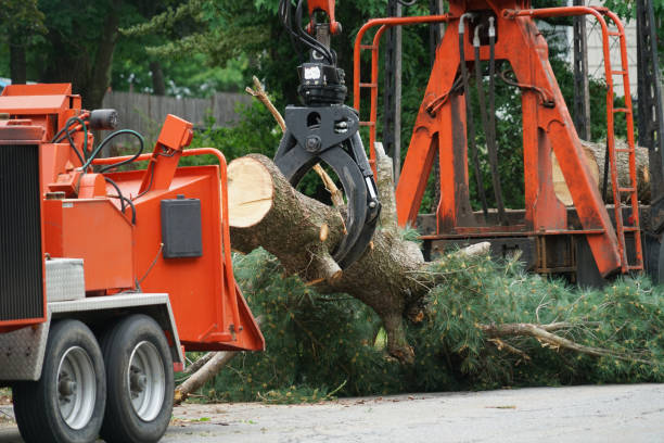 Best Firewood Processing and Delivery  in Washington Heights, NY