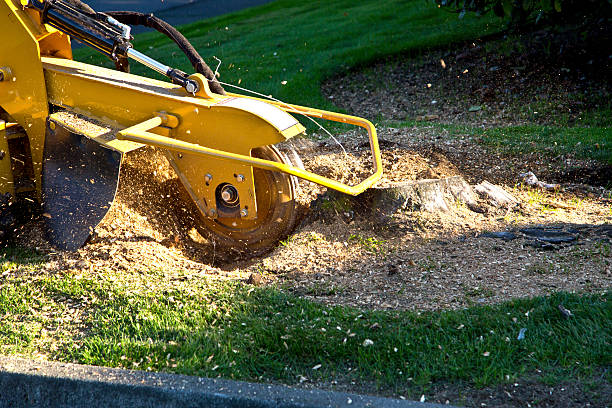 How Our Tree Care Process Works  in  Washington Heights, NY