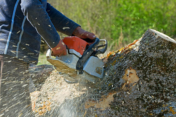 Reliable Washington Heights, NY Tree Removal Solutions