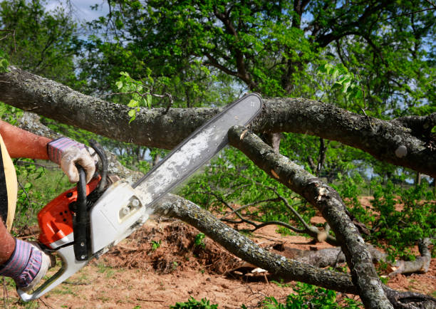 Lawn Maintenance Plans in Washington Heights, NY